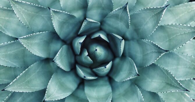 Small Business Health Plan